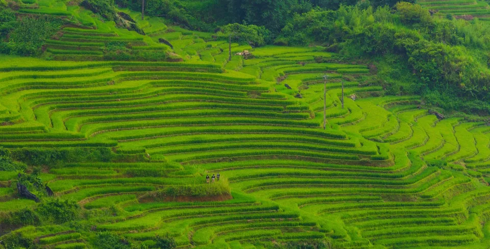 Xe chở gạo tận nhà