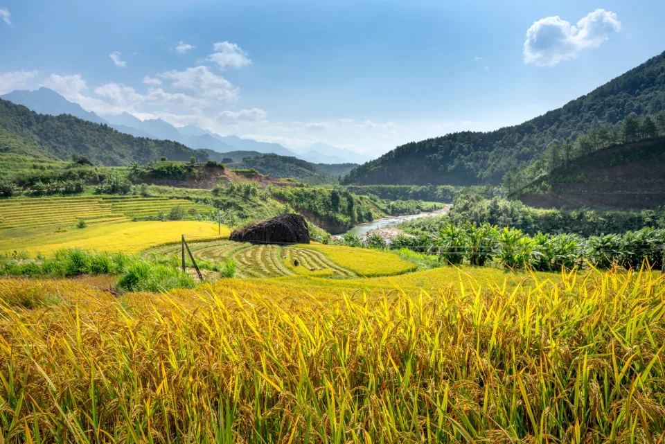 Bao gạo đã đóng sẵn cho khách