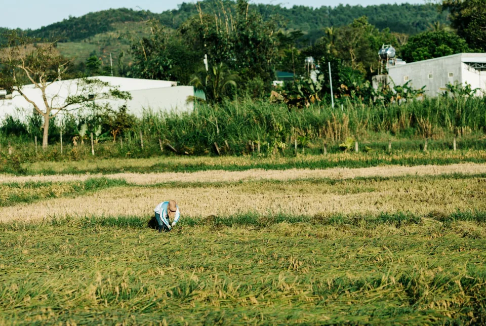 Khu cân và đóng bao gạo